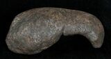 Fossil Cetacean (Whale) Ear Bone - Miocene #3488-1